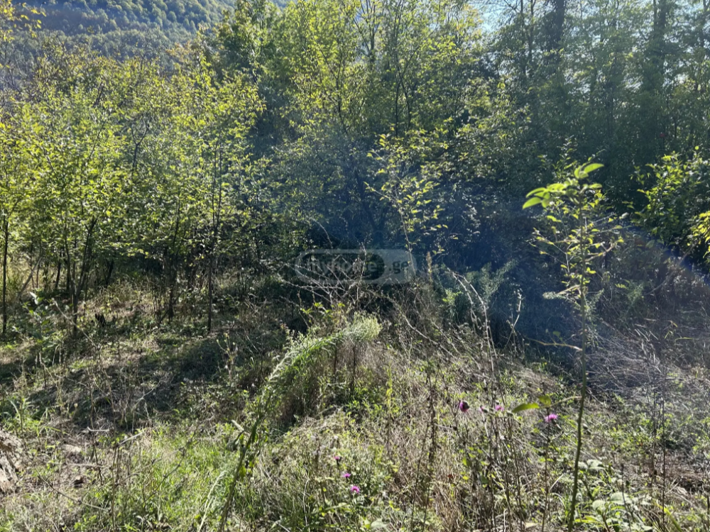 იყიდება სასოფლო-სამეურნეო მიწის ნაკვეთი ცაგერში